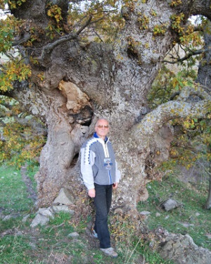 Foto Roverella di Contrada Mezzalora 1