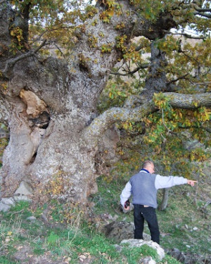 Foto Roverella di Contrada Mezzalora 1