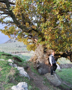 Foto Roverella di Contrada Mezzalora 1