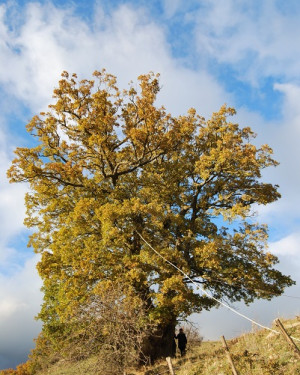 Foto Roverella di Contrada Mezzalora 2