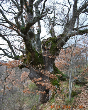 Foto Roverella di Contrada Bracallà