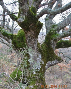 Foto Roverella di Contrada Bracallà