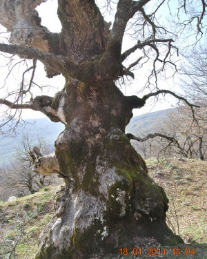 Foto Roverella di Contrada Sambuchello