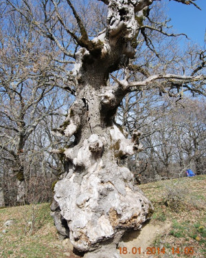 Foto Roverella di Contrada Sambuchello