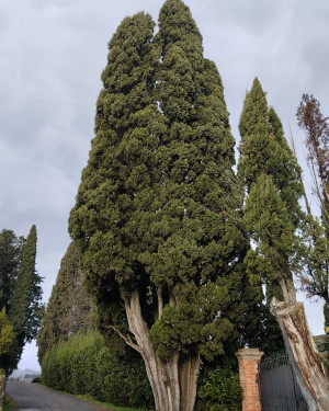 Foto Il Cipresso di Santa Maria degli Angeli