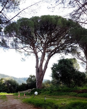 Foto Pino della panchina di Lucio Piccolo