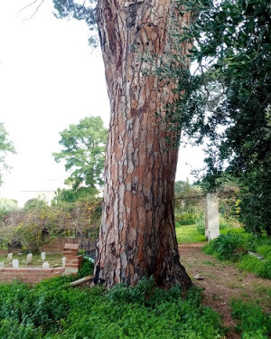 Foto Pino di Villa Piccolo