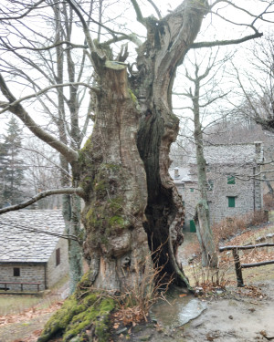 Foto Il Castagno della Speranza