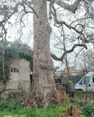 Foto Il Platano di Villa Niccolini