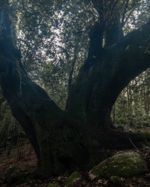 Foto Leccio Sa Menta 1