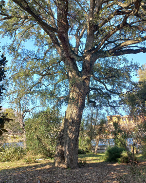 Foto Sughera dell'Orto Botanico