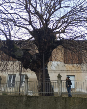 Foto Gelso bianco di Fresonara