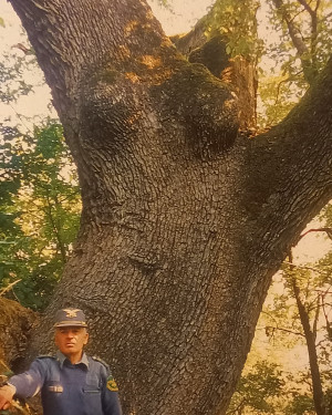 Foto Quercia di Gabbiano