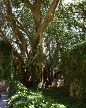 Foto Ficus di San Giorgio