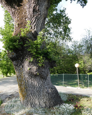 Foto Quercia Sant'Andrea in Villis