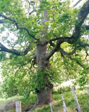 Foto Quercia di Ferretta