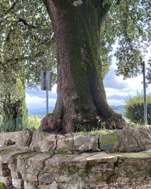 Foto Il Leccio di Volognano