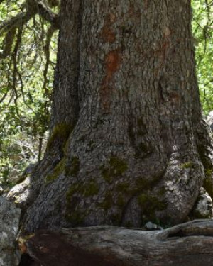 Foto Acero minore di Frattasella 6