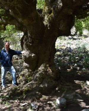 Foto Acero campestre 1 di Frattasella