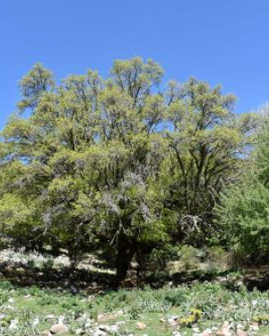 Foto Acero campestre 1 di Frattasella