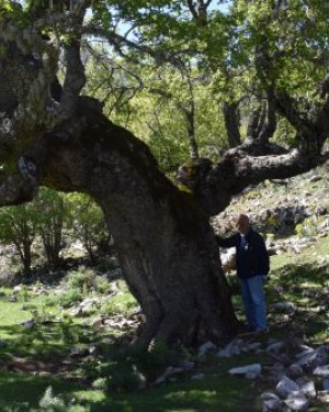 Foto Acero campestre 2 di Frattasella