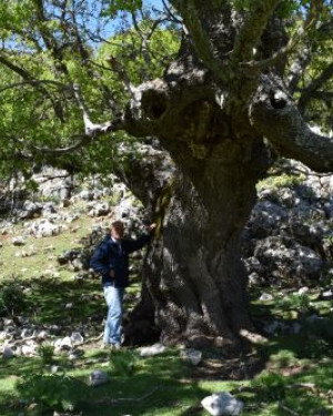 Foto Acero campestre 2 di Frattasella