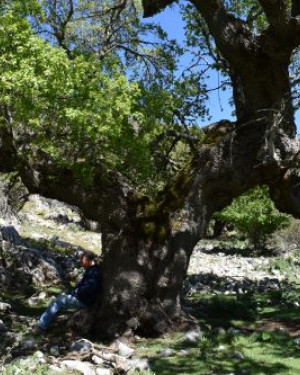 Foto Acero campestre 2 di Frattasella