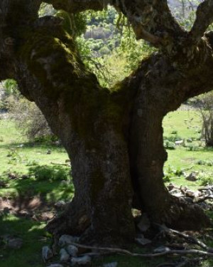 Foto Acero campestre 2 di Frattasella