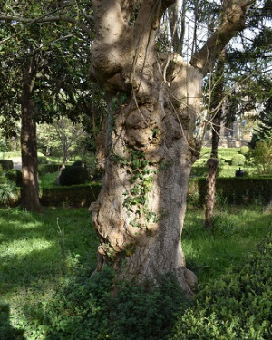 Foto Acer Negundo di Mistretta