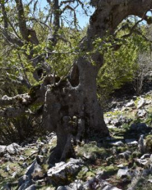 Foto Acero di monte