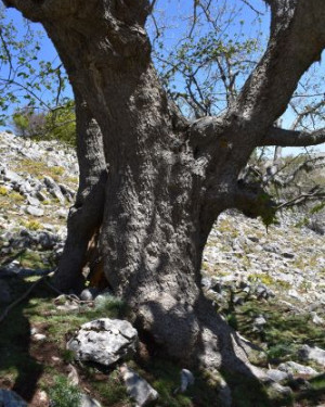 Foto Acero di monte