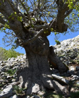 Foto Acero di monte