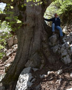 Foto Acero di monte