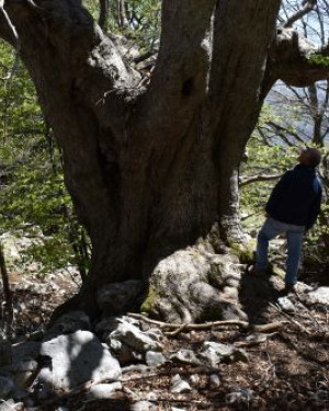 Foto Acero di monte