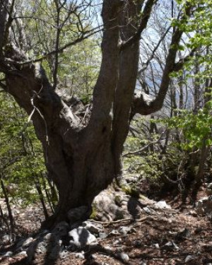 Foto Acero di monte