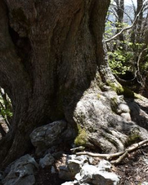 Foto Acero di monte