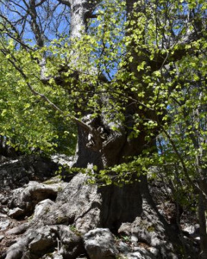 Foto Acero di monte