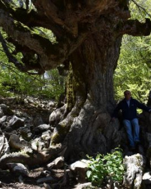 Foto Acero di monte