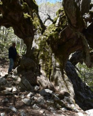 Foto Acero di monte