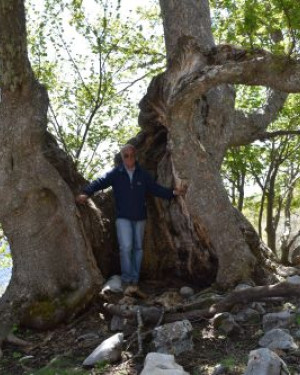 Foto Acero di monte