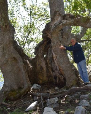 Foto Acero di monte