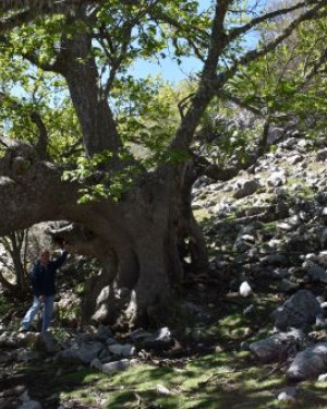 Foto Acero di monte