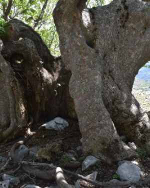 Foto Acero di monte