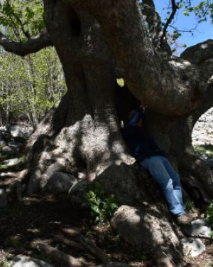 Foto Acero di monte