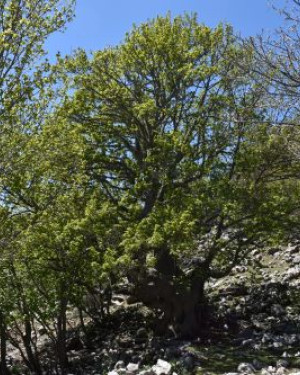 Foto Acero di monte