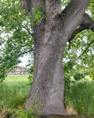 Foto Quercia di Palazzo Torto