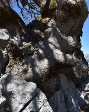 Foto Quercia di Piano Lungo