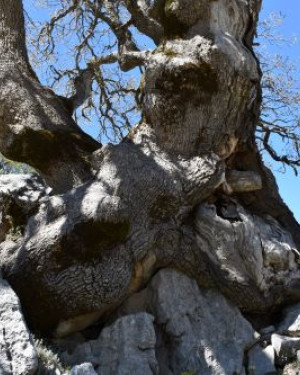 Foto Quercia di Piano Lungo