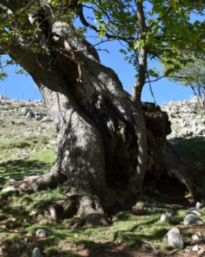 Foto Acero di monte di Acquafridda