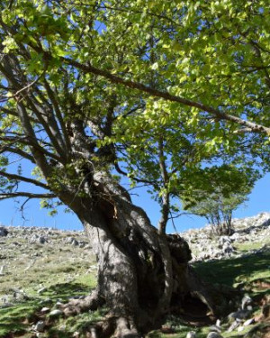 Foto Acero di monte di Acquafridda